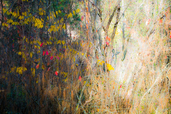 Fall Sunshine in Dense Thicket