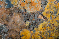 Lichen on Torridonian Sandstone,Wester Ross, Scotland