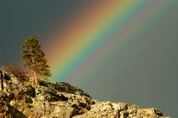 Rainbow Over Ponderosa Pine, (2005)