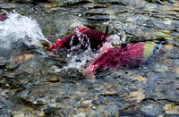 Spawning Sockeye Salmon