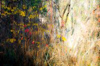 Fall Sunshine in Dense Thicket