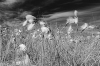Cotton Grass, Knoydart